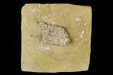 Fossil Crinoid (Macrocrinus) - Crawfordsville, Indiana #148987-1